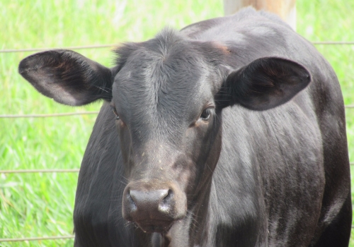 Progênies PICADOR com 135 dias (4).jpg