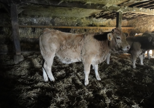 Padrão de Produção