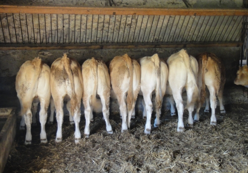 Padrão de Produção