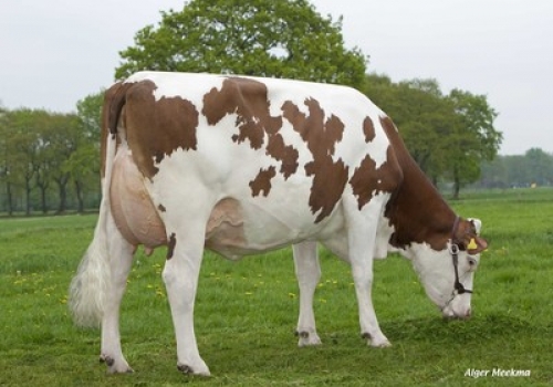 MONTBELIARD EM VACA HOLANDESA.JPG