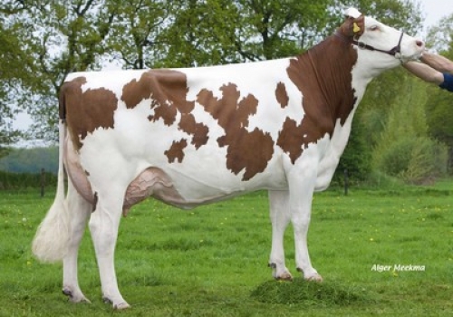 MONTBELIARD EM VACA HOLANDESA3.JPG