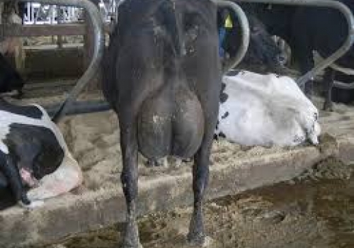 Normando Sueca Vermelha Holandês.jpg