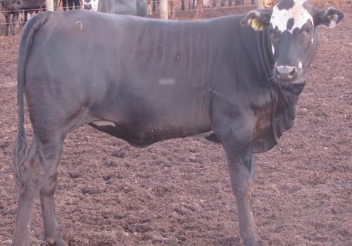 PROGÊNIE COM 11 MESES