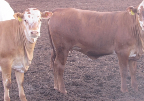 PROGÊNIE COM 11 MESES