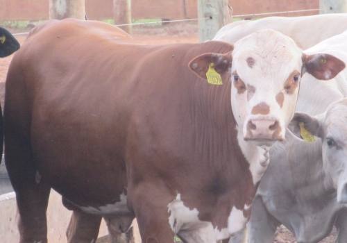 PROGÊNIE COM 11 MESES