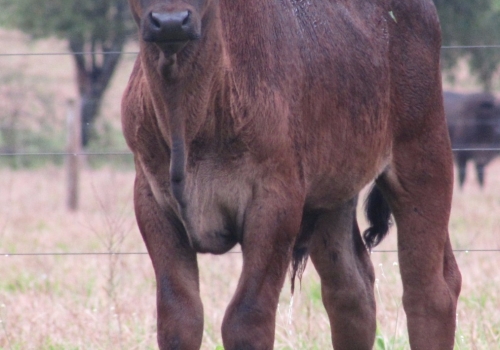 PROGÊNIE COM 50 DIAS