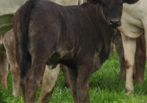 PROGÊNIE COM 50 DIAS