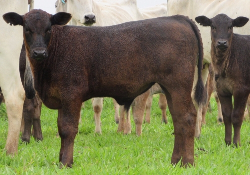 PROGÊNIE COM 50 DIAS