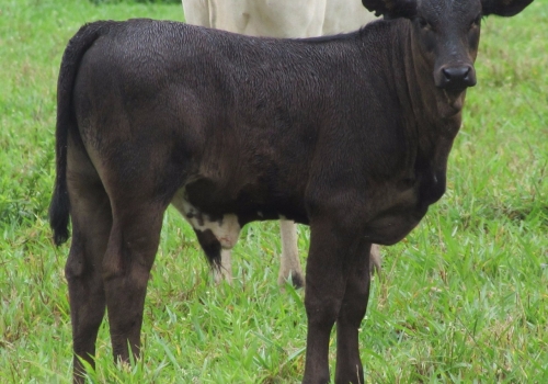 PROGÊNIE COM 50 DIAS