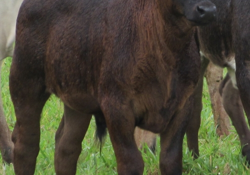 PROGÊNIE COM 50 DIAS