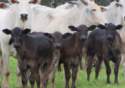 PROGÊNIE COM 50 DIAS
