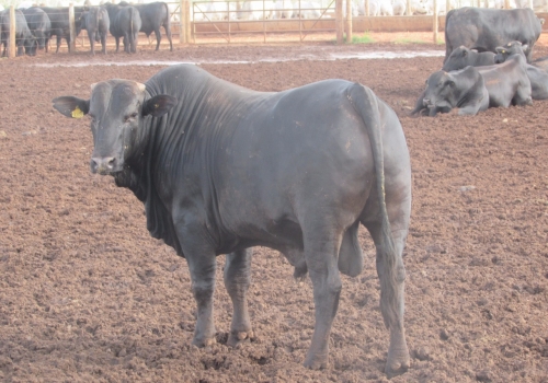 FILHOS DE FORDEL COM 24 MESES