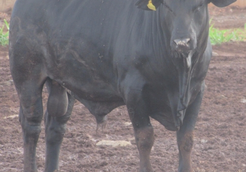 FILHOS DE FORDEL COM 24 MESES