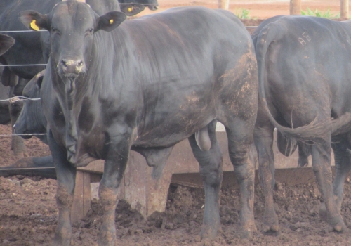 FILHOS DE FORDEL COM 24 MESES