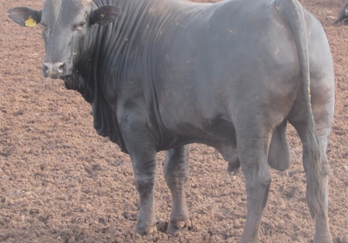 FILHOS DE FORDEL COM 24 MESES