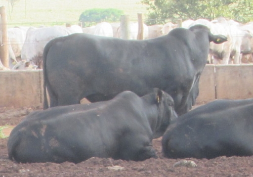 FILHOS DE FORDEL COM 24 MESES