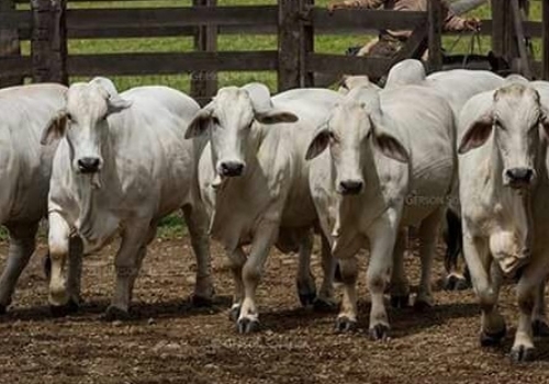 MÃE, TIAS E MEIAS IRMÃS - DOADORAS