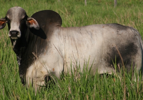 CABANHA LIBRA 84 - PAI LIBRA 650