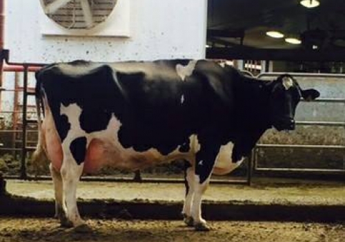 AMMON-PEACHEY SHAUNA-ET EX-92_IRMÃ DA AVÓ DO MOBIL AOS 8 ANOS.jpg