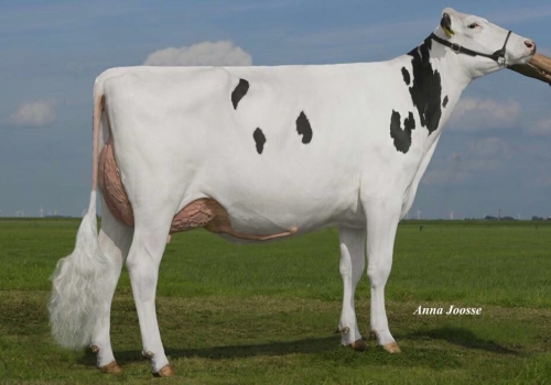 HOLEC PALMAS VG87_IRMÃ COMPLETA DO KILO.JPG