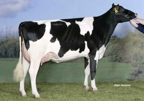 KOEPON JEEVES DENISE 8 VG86_AVÓ DO MULLIGAN.jpg