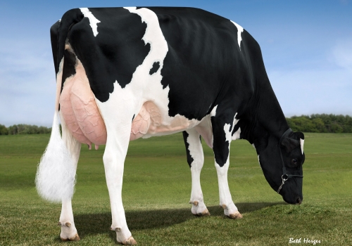 MORMANN UNO GARLIC EX90_ÚBERE_IRMÃ DA MÃE DO MULLIGAN.jpg