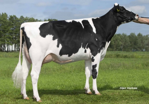 WATERMOLEN IOTA DELANA VG87_MÃE DO MORRISON.jpg