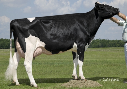 WINDSOR-MANOR Z-DELIGHT ET EX93_BISAVÓ DO MORRISON.jpg