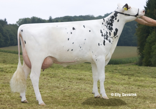 GIN SNOWMAN ARBEITERIN 810 VG85_AVÓ DO BAHIA