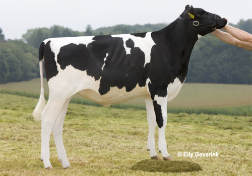 GIN GALAXY ASTRONAUTIN 1 VG87_MÃE DO BAHIA.png