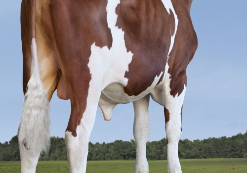 ARIZONA_Visto por trás.jpg