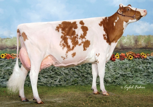 BUDJON-NITZY DESTINY RED ET EX94_BISAVÓ DO ARIZONA.jpg