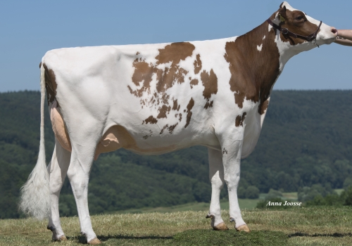 SYMPATICO DESIREE RED VG85_IRMÃ COMPLETA DA MÃE DO ARIZONA.jpg