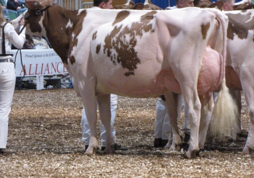 BUDJON-NITZY DESTINY RED ET EX94_BISAVÓ DO ARIZONA.JPG