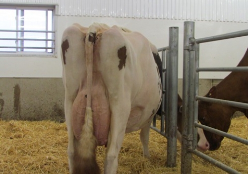 BUDJON-NITZY DESTINY RED ET EX94_BISAVÓ DO ARIZONA2.JPG