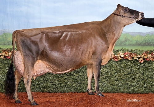 MUSQIE IATOLA MARTHA EX-96_MESMA FAMÍLIA DE VACAS DA AVÓ DO FIJI.jpg