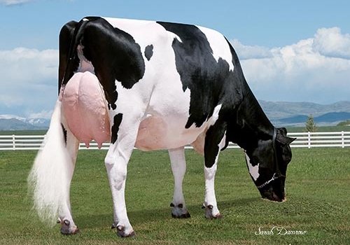 BRYHILL SS SATEEN P_VG87_AVÓ DO SERGIO