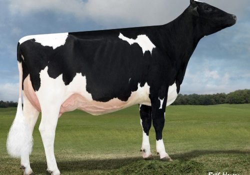 VENTURE SHOTTBOLT SIZZLE P_VG86_BISAVÓ DO SERGIO