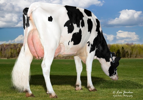 MITCHELL SORELLA PIENA MB-88 - IRMÃ COMPLETA DO MITCHELL 53