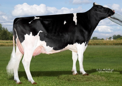 AURORA MAYFIELD 13965-ET MB-85 - AVÓ DO MITCHELL 53