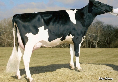 PINE-TREE MARTHA SHEEN ET_VG86_4ª MÃE DO ALTEREGO.jpg