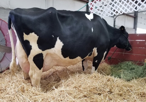 AMMON-PEACHEY SHAUNA-ET_EX92_BISAVÓ DO ALTEREGO.jpg