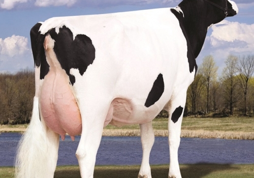 SEAGULL-BAY MISS AMERICA-ET_VG87_AVÓ DO ALTEREGO_ÚBERE.jpg