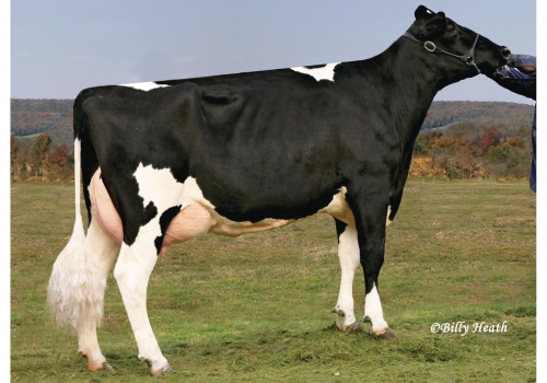 COOKIECUTTER GLD HOLLER-ET_VG88_BISAVÓ DO HALLOWEEN