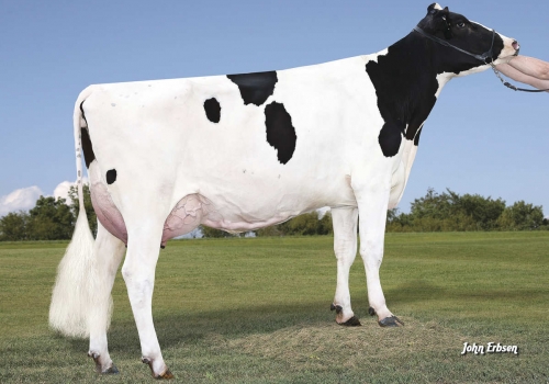 PLAIN-KNOLL MOGUL MARIAH_VG88_MÃE DO MADDOX