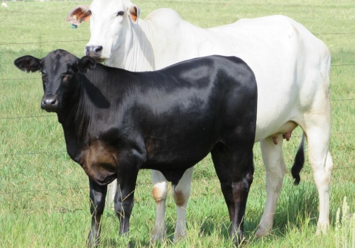 Progênie ENIGMATIC fechando os 7 meses (1).jpg