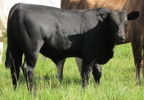 Progênie ENIGMATIC fechando os 7 meses (2).jpg