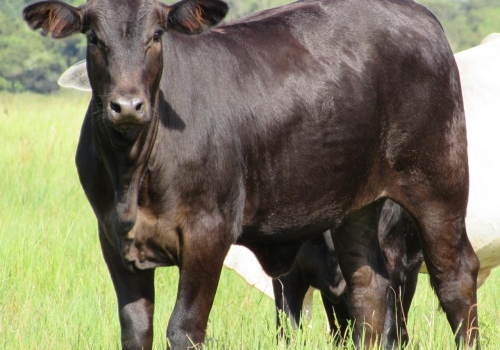 Progênie ENIGMATIC fechando os 7 meses (3).jpg