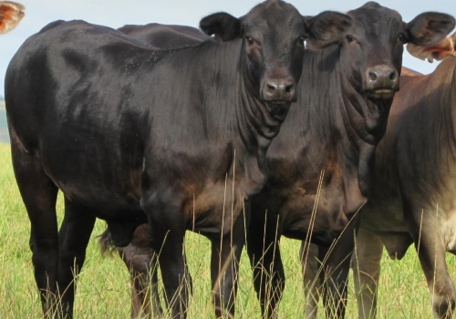 Progênie ENIGMATIC fechando os 7 meses (4).jpg