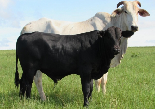 Progênie ENIGMATIC fechando os 7 meses (5).jpg